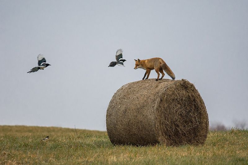 Obserwator.photo preview