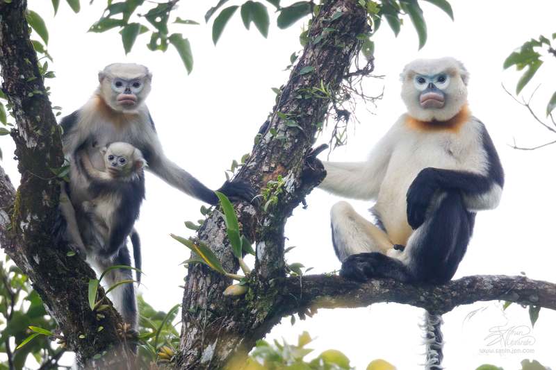 Toнкинский ринопитек (Tonkin snub-nosed monkey)photo preview