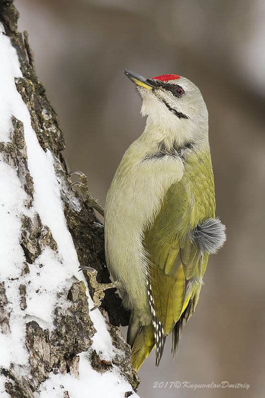 Седой дятелphoto preview