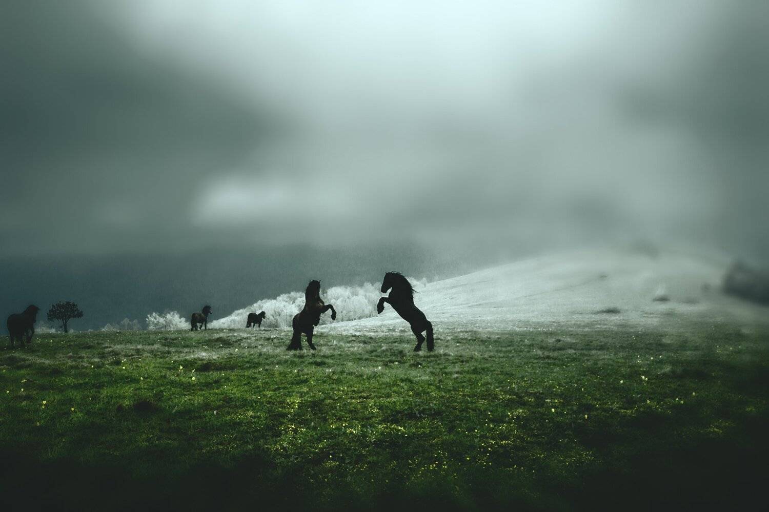 сербия, животное, лошадь, черный, борьба, гора, конкуренция, мужчины, сильный, трон, воспитание,serbia, animal, horse, black, fight, mountain, competition, males, strong, throne, rearing,, Марко Радовановић