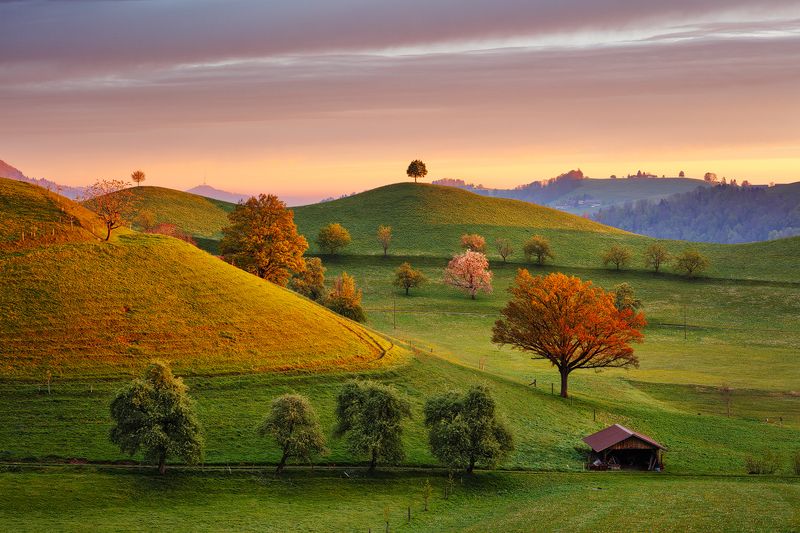 morning, hills, switzerland, spring, trees, beautiful, travel, landscape, europe Fairytale Morningphoto preview