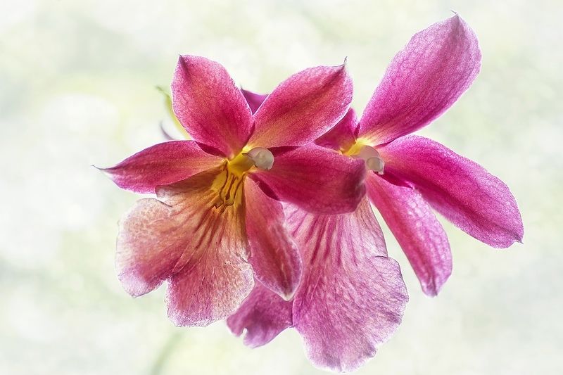 фото, природа, крупный план, орхидея, цветы Бальный танецphoto preview