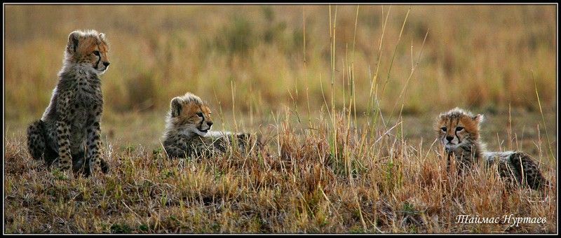 дети ДЕТИ САВАННЫphoto preview