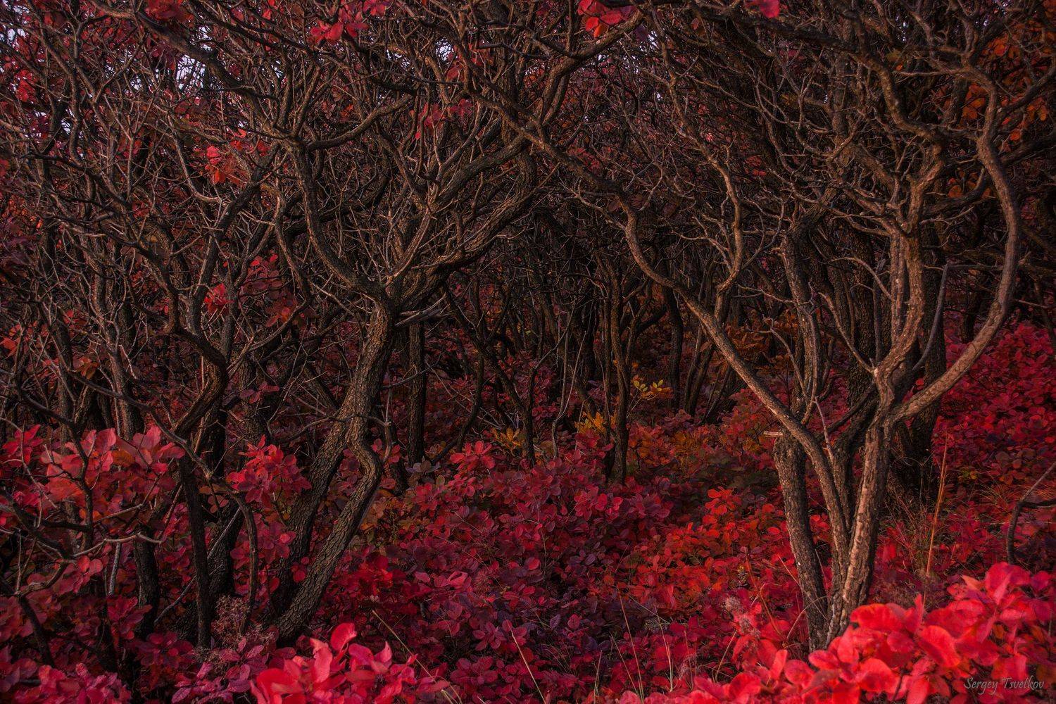 Хитросплетения красного леса. Автор: Цветков Сергей пейзаж, лес, природа, осень, Цветков Сергей
