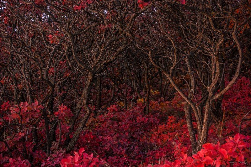 пейзаж, лес, природа, осень Хитросплетения красного лесаphoto preview