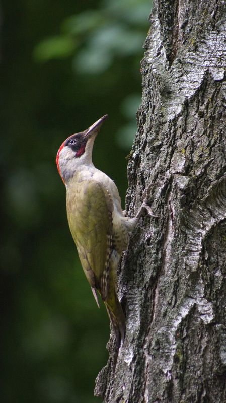 дятел, дерево, краснодар, ботанический сад, зелёный дятел Зелёный дятелphoto preview