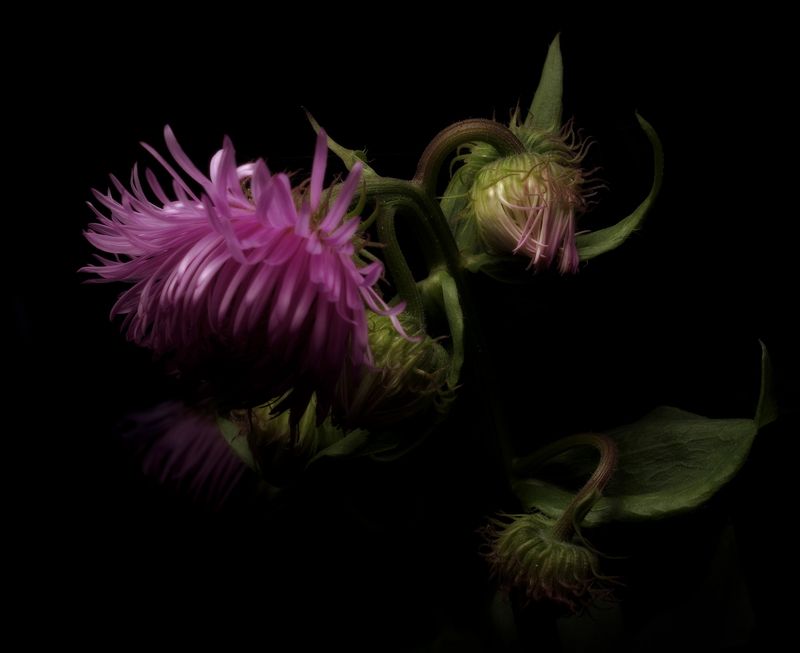 Состояниеphoto preview