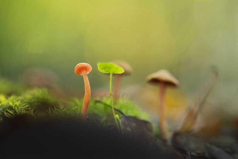 mushroom,mushrooms,nature,forest,macro,fairy,beautiful,close up,micro, Mushroomsphoto preview
