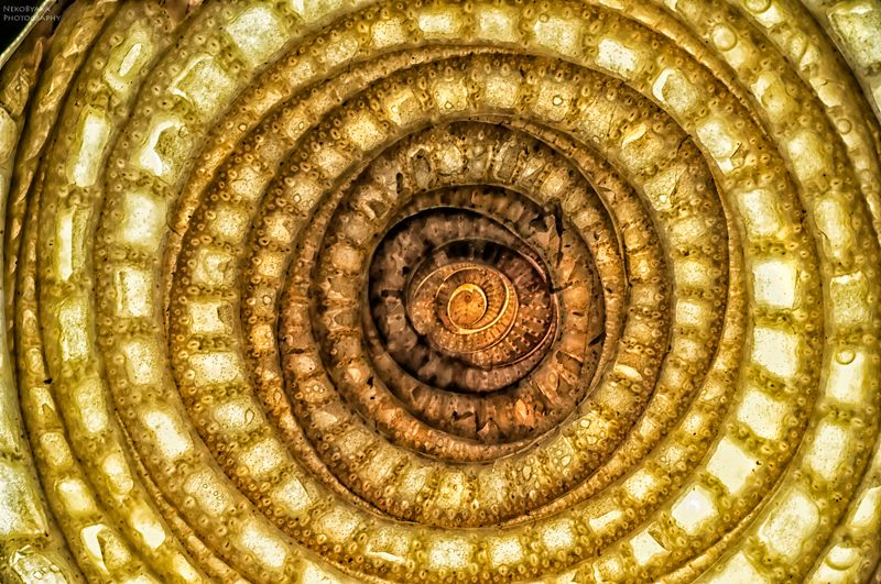 макро, растения, природа, macro, plants, nature ??photo preview