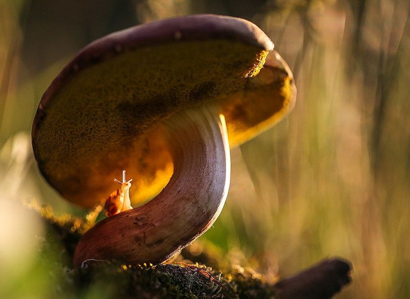 Что не съем - то понадкусываюphoto preview