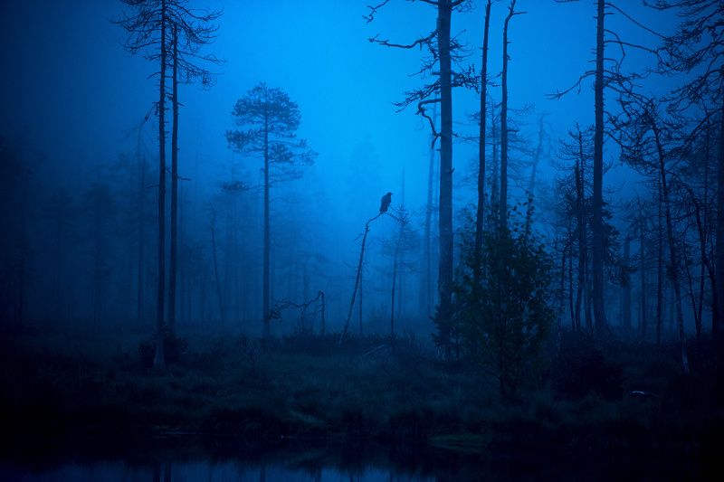 raven, morning, mist, finland Raven in morning mistphoto preview