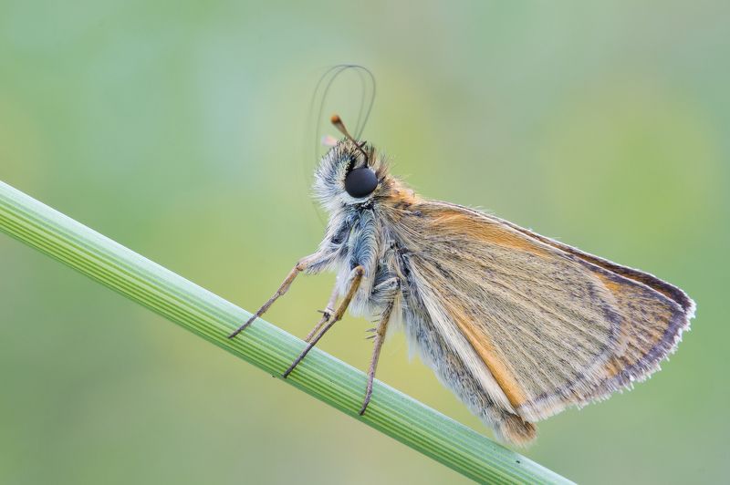 Karłątek Ceglastyphoto preview