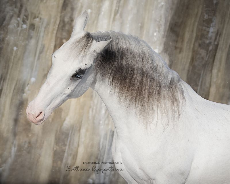 horse, лошадь, лошади, details, portrait Зефирныйphoto preview