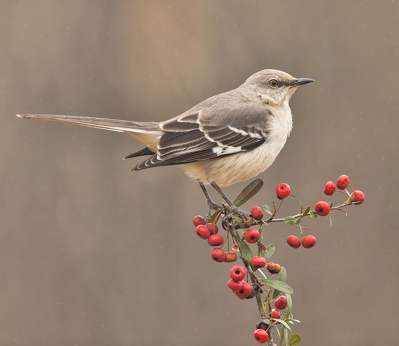 многоголосый пересмешник, northern mockingbird, пересмешник Любитель ягод - Многоголосый пересмешник (Northern Mockingbird)photo preview