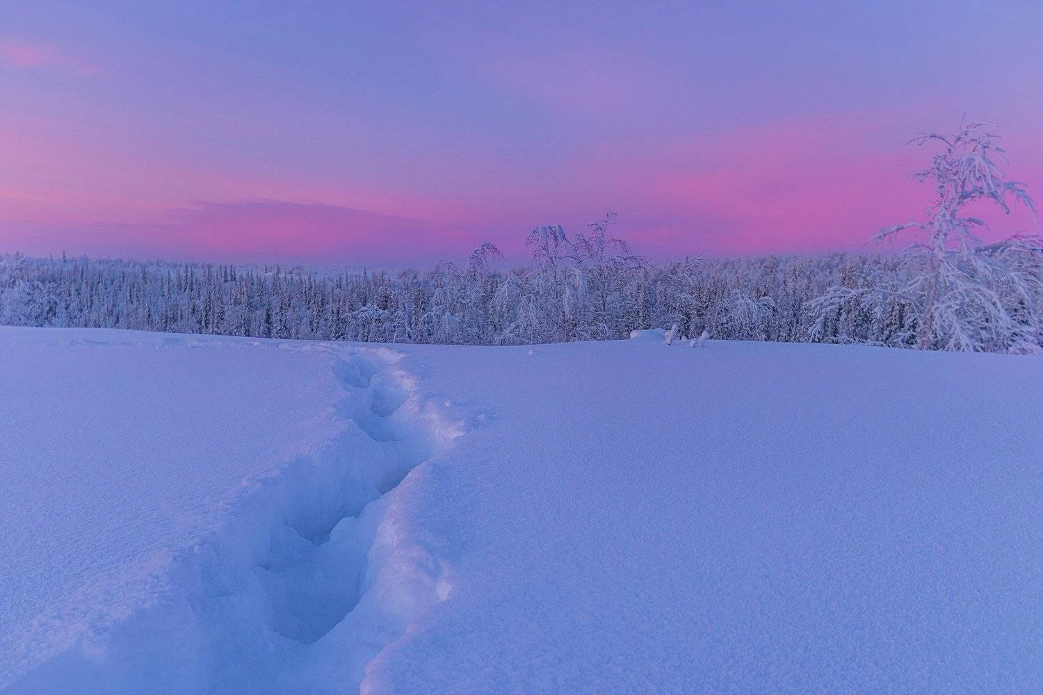 "сНежно". Автор: Настя Братка ямал , зима , природа, салехард , январь, ямал ,север, Настя Братка