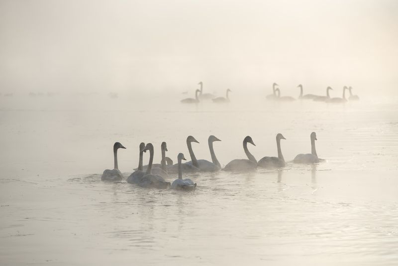 Танец маленьких лебедейphoto preview