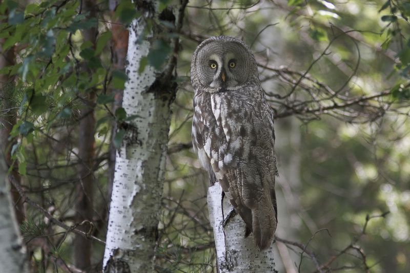 борадатая, неясыть, сова photo preview