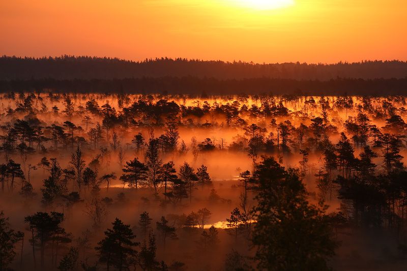 ночь, улица, фонарь, аптека, утро, болото, солнце, туман, С добрым утром!photo preview