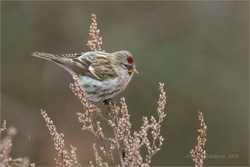 птицы, природа, чечётка, acanthis flammea, common redpoll, самец, зима, январь, 2018, москва, куркино Чечёткаphoto preview