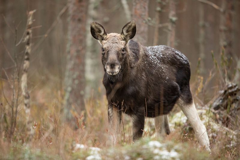 Доверчивый лосенок.photo preview