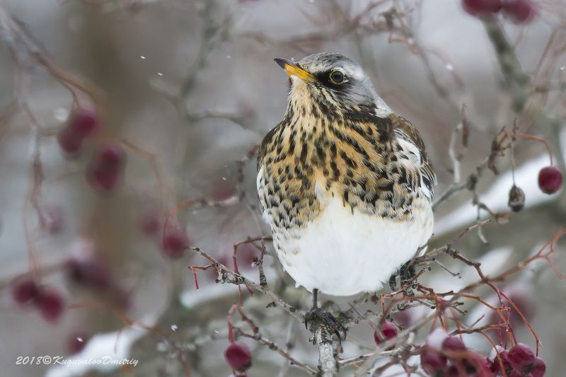 Дрозд - рябинникphoto preview