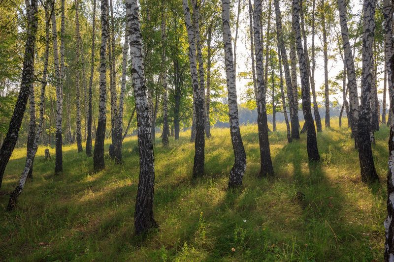 birch, grove,forest,morning,rays,fog,sun,summer,grass, Birchphoto preview