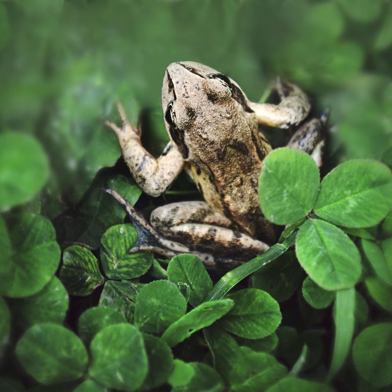 лягушка, природа, животные, анна салтыкова, лето ***photo preview