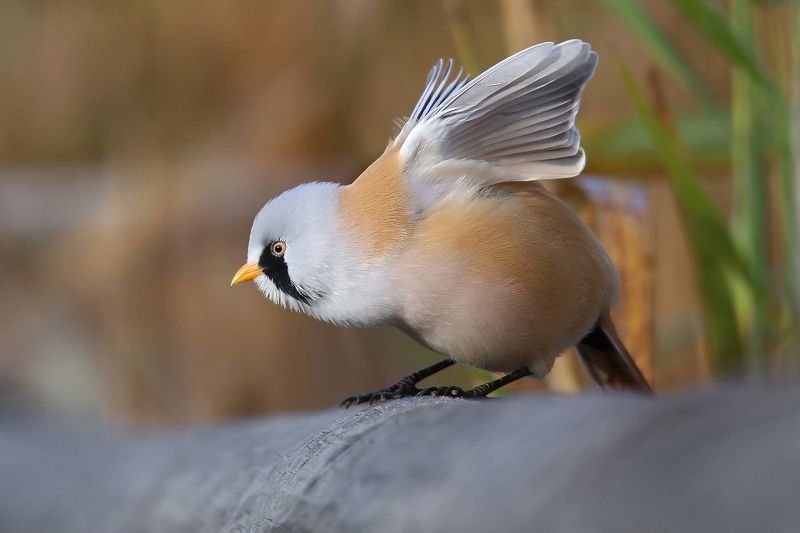 усатая, синица, самец, bearded tit, panurus biarmicus, bārdzīlīte, Пьеро. На бис.photo preview
