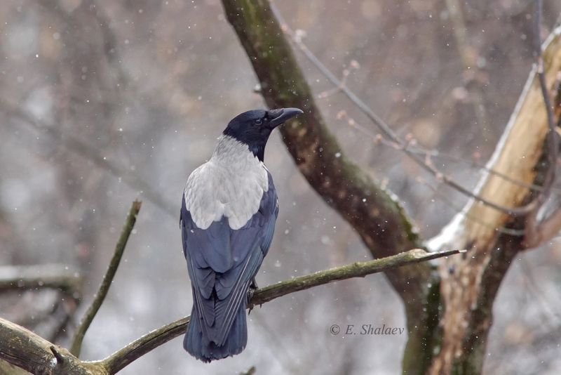 birds,птица,птицы,фотоохота,ворона, corvus cornix,серая ворона,фотоохота «Падал прошлогодний снег»photo preview