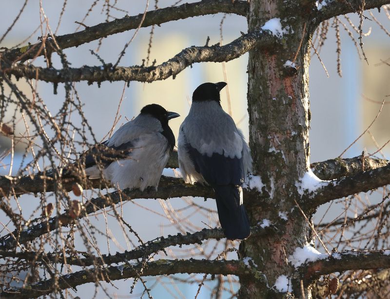 ворона фотоохота Мечтающие вороныphoto preview
