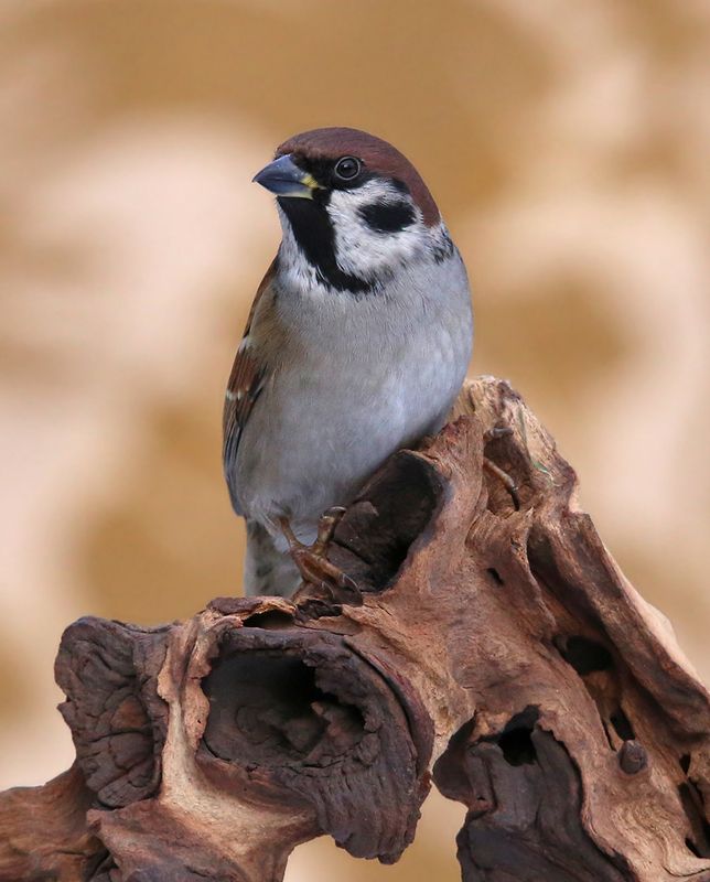полевой воробей, tree sparrow, passer montanus, lauku zvirbulis,riga, latvia, Тренировка на кошках.photo preview