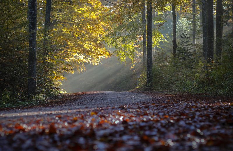 Magical autumnphoto preview