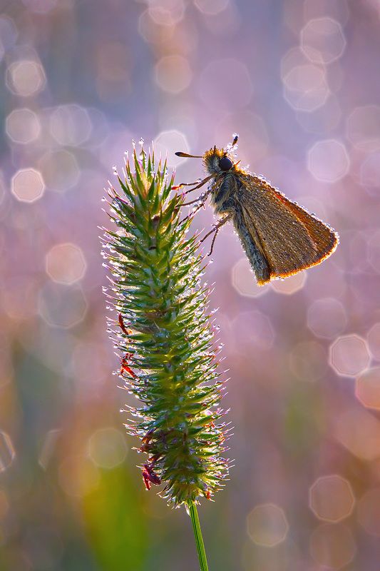 макро, насекомое, бабочка, роса, утро, природа Сиреневое утроphoto preview