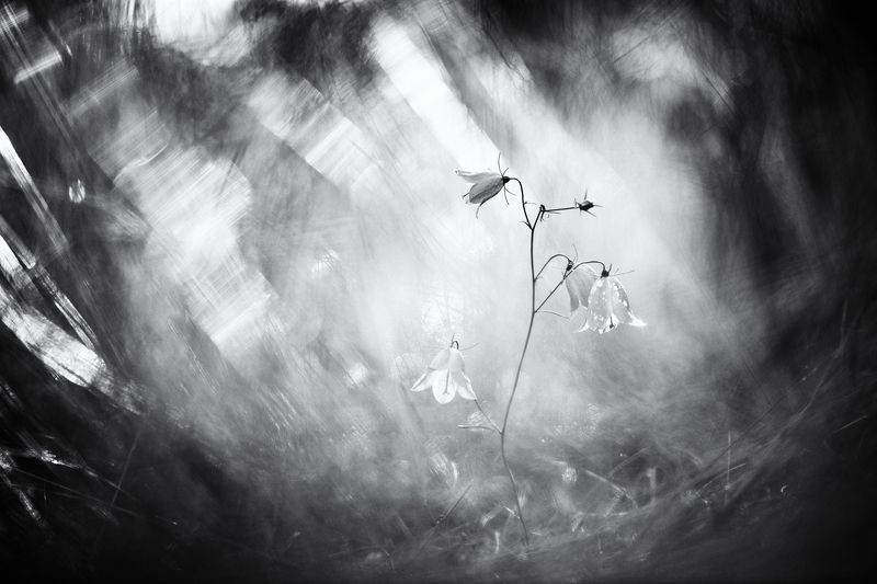 цветы,цветок,макро,растения,колокольчик,флора,природа ***photo preview