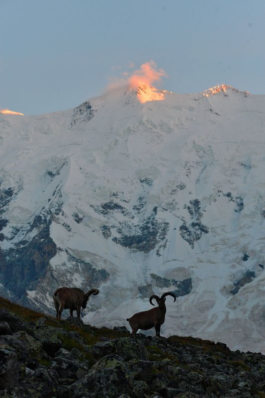 Драфт 1photo preview