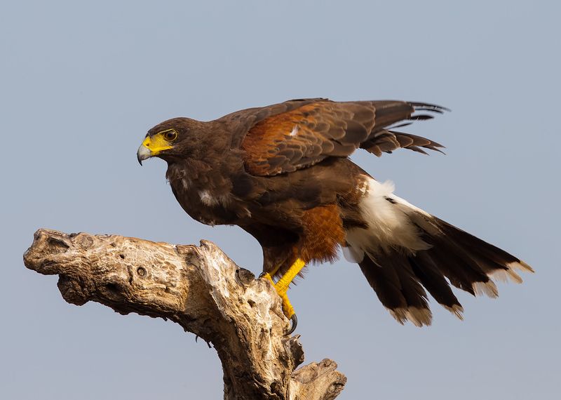 пустынный канюк, harris hawk, hawk, tx, texas Пустынный канюк - Harris Hawkphoto preview