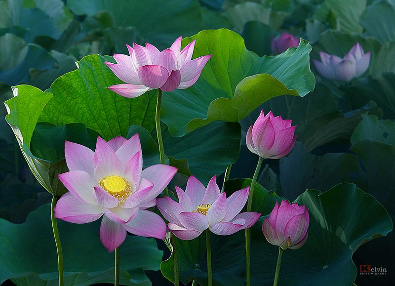 Hoa Senphoto preview