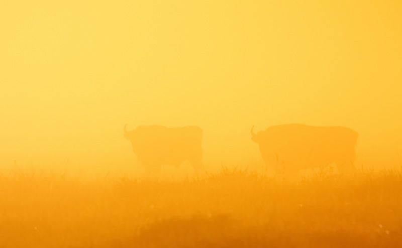 Фото Пекач Алекснадрphoto preview