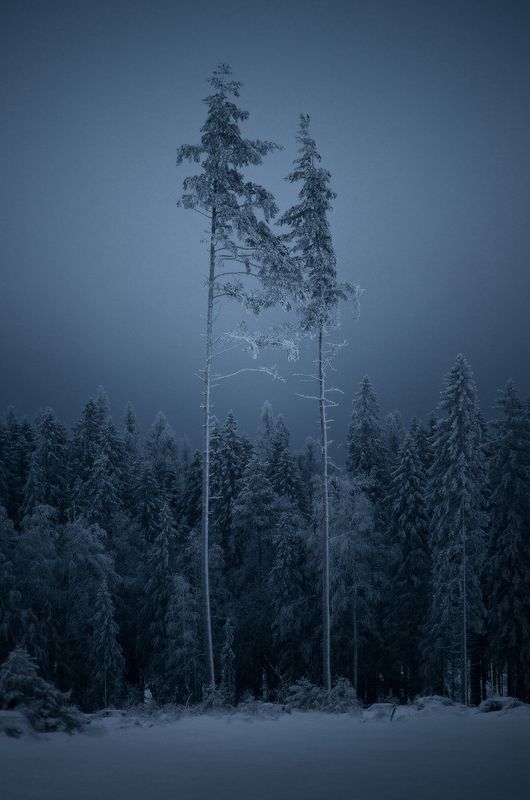ленинградская область, лес, деревья, зима, сумерки Виденияphoto preview