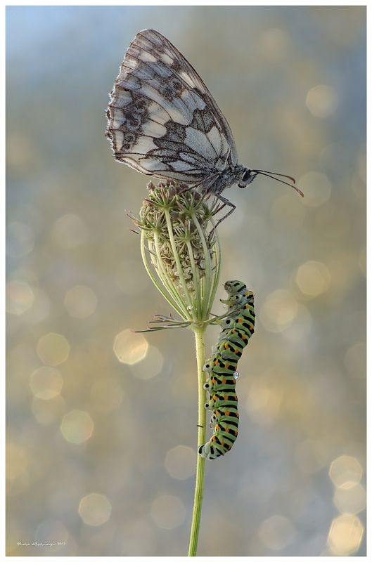 macro nature butterfly Mesmerized (Duo Part IV)photo preview
