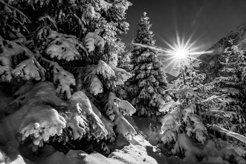 ель, солнце, природа, пейзаж, горы, лес, снег, зима Зимняя сказкаphoto preview