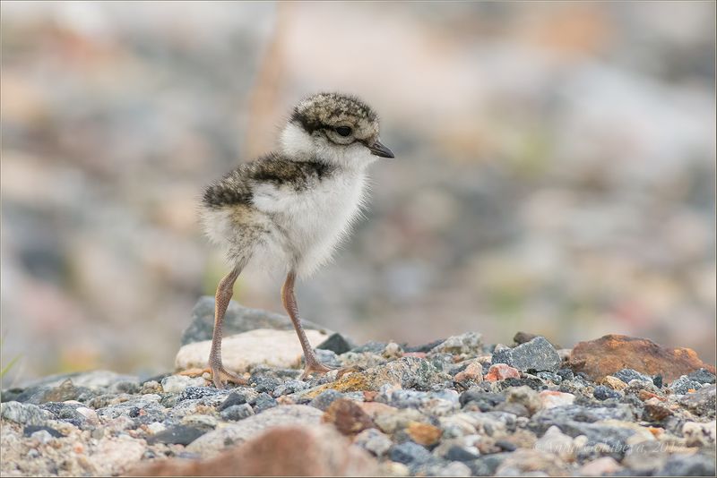 птицы, природа, кулик, charadrius hiaticula, greater ringed plover, галстучник, птенец, пуховичок, лето, июль, 2017, россия, мурманск Малыш галстучникphoto preview