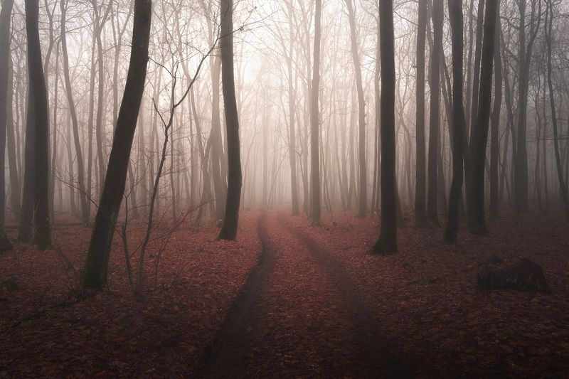 Туман, лес, утро, дымка Спрятана за туманомphoto preview