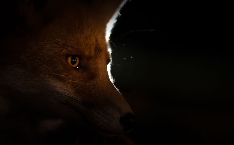 fox, hunting, night, finland Fox hunting at nightphoto preview