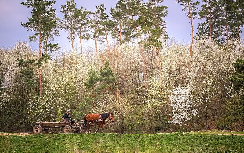 Весна дороги жизниphoto preview