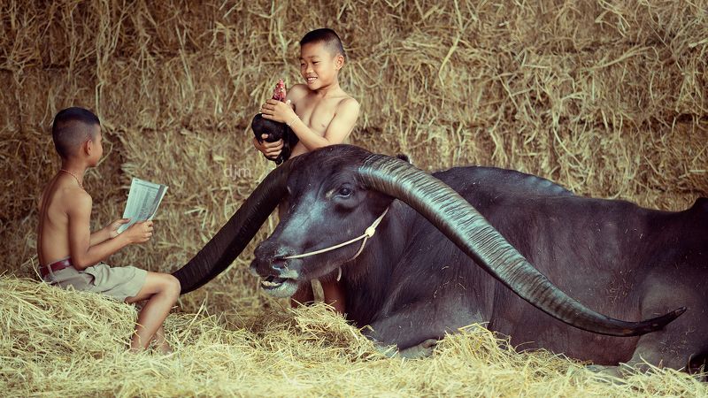 life,portrait,children,buffalo,bull,Thailand. Kids and Bull photo preview