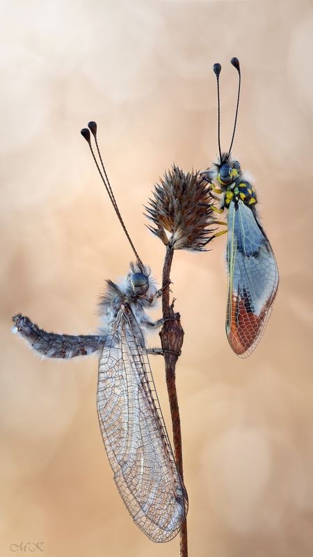 аскалаф, булавоуска, ascalaphidae Аскалафыphoto preview