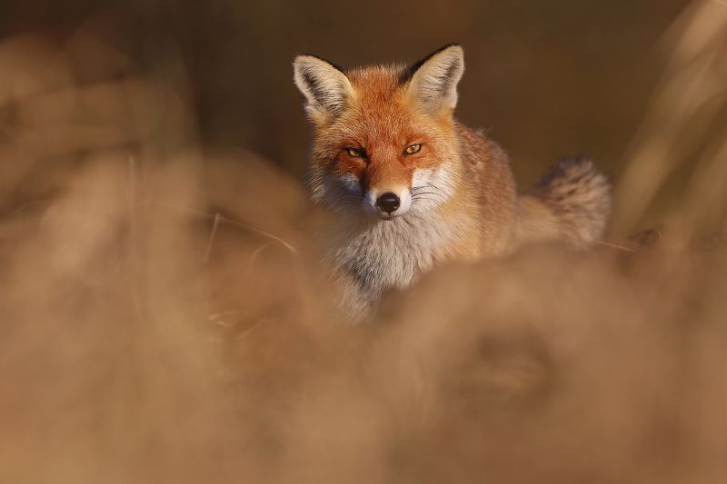 Fox фото превью
