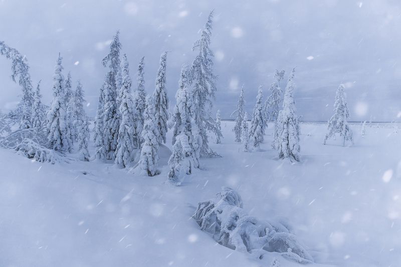ямал , зима , природа, салехард , декабрь, лесотундра,север \