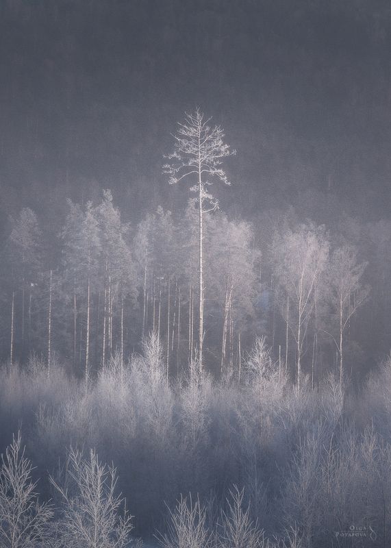 январь, зима, иней, снег, воздух, эфир, волшебство, ленинградская область, игора, карельский перешеек, лес, сосна, деревья, туман, дымка Эфирphoto preview